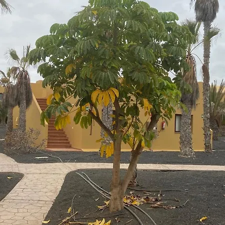 Апартаменты Oasis Papagayo *